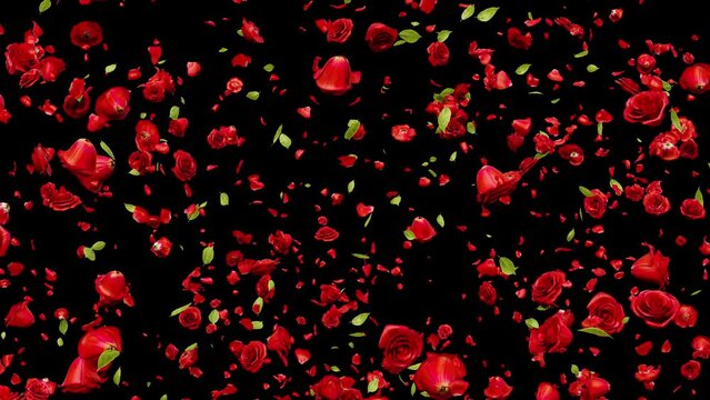 Red Rose Explosion alpha motion footage for festival films and cinematic in rose falling scene. Also good background for scene and titles.