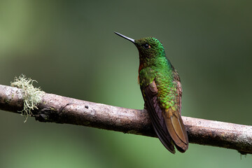 Beautiful Chestnut Breasted Coronet (Boissonneaua matthewsii) perched on attractive branch