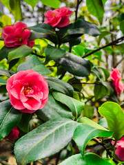 Flower - Camelia flower, against a blur background.