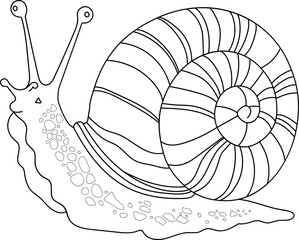 Snail Outline
