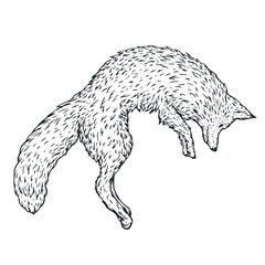 Jumping fox in monochrome hand drawn style. Vintage sketch vector illustration. Animal isolated on white background. - 756340624