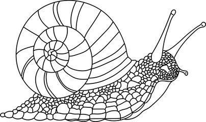 Snail Outline