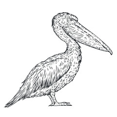 Hand drawn pelican bird in monochrome sketch style. Bird south america isolated on white background. Vector vintage illustration. - 756340818