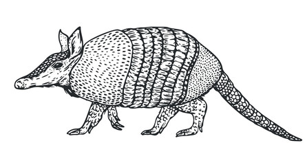Hand drawn armadillo in monochrome sketch style. Animal south america isolated on white background. Vector vintage illustration. - 756340836