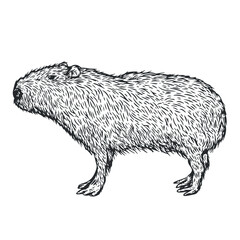 Hand drawn capybara in monochrome sketch style. Animal south america isolated on white background. Vector vintage illustration. - 756340847