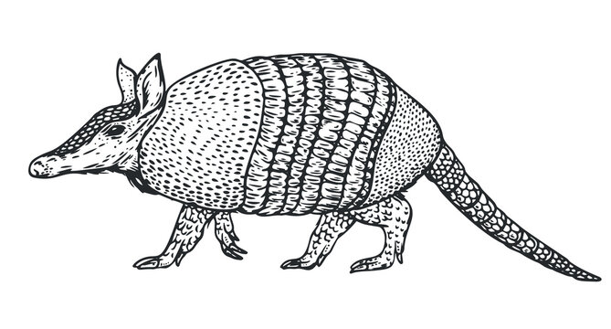 Hand drawn armadillo in monochrome sketch style. Animal south america isolated on white background. Vector vintage illustration.