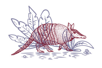 Hand drawn armadillo in color sketch style. Animal south america isolated on white background. Vector vintage illustration. - 756341242