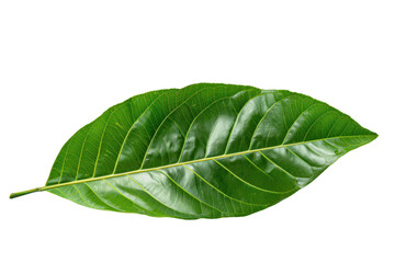 Obraz premium The green leaves have beautiful patterns.