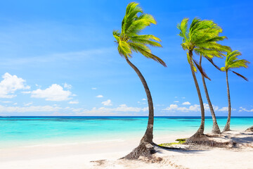 Beautiful tropical white sand beach and coconut palm tree in Cap Cana Dominican Republic. - 756342881