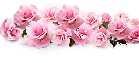 Group of Pink Roses on White Background