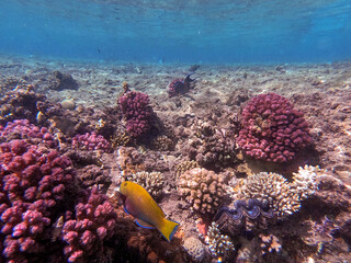 Naklejka na ściany i meble Hipposcarus longiceps or Longnose Parrotfish (Hipposcarus Harid) at coral reef..