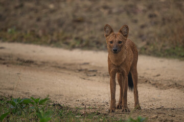 Dhole - Cuon alpinus, beautiful iconic Indian Wild Dog from South and Southeast Asian forests and jungles, Nagarahole Tiger Reserve, India. - 756345609