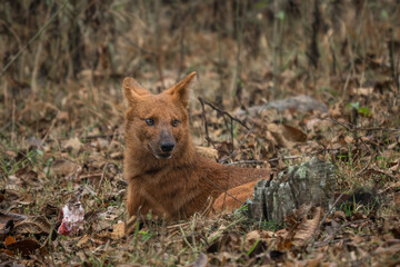 Dhole - Cuon alpinus, beautiful iconic Indian Wild Dog from South and Southeast Asian forests and jungles, Nagarahole Tiger Reserve, India. - 756345683