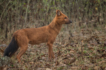 Dhole - Cuon alpinus, beautiful iconic Indian Wild Dog from South and Southeast Asian forests and jungles, Nagarahole Tiger Reserve, India. - 756345692