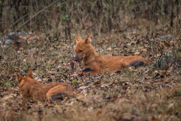 Dhole - Cuon alpinus, beautiful iconic Indian Wild Dog from South and Southeast Asian forests and jungles, Nagarahole Tiger Reserve, India. - 756345816
