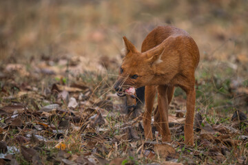 Dhole - Cuon alpinus, beautiful iconic Indian Wild Dog from South and Southeast Asian forests and jungles, Nagarahole Tiger Reserve, India. - 756345819