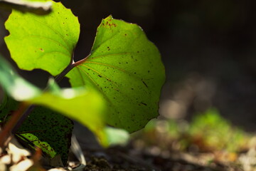 ツワブキの葉