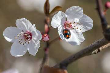 Harlequin Ladybird - Harmonia axyridis - on the flowers of a cherry plum - Prunus cerasifera