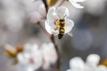 Bee sucking the nectar on the white flowers of Prunus Cerasifera in spring