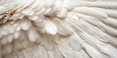Detailed texture of white bird feathers in a close-up view.
