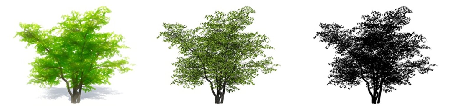 Set or collection of Flowering Dogwood trees, painted, natural and as a black silhouette on white background. Conceptual 3d illustration for nature, ecology and conservation, strength, beauty