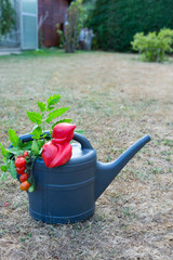Large ripe beefsteak tomato on gray watering can in the home garden. - 756349069
