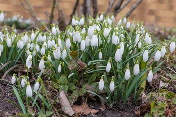 Bushes of the blooming snowdrops in overcast weather, side view