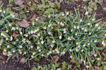 Bushes of the blooming snowdrops in overcast weather, top view