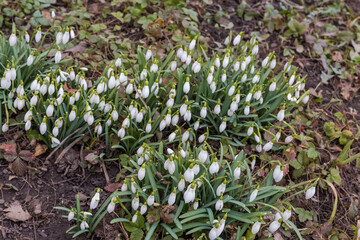 Bushes of the blooming snowdrops in overcast weather