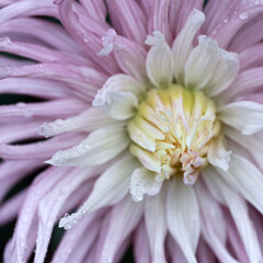 Close-up of beautiful pink dahlia flower, - 756349816