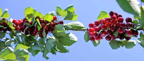 Cherry tree branch with ripe large fruits on sky background.