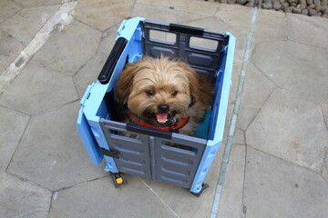Cute little shih tzu dog sitting on the box.