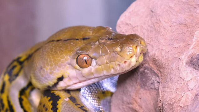 A snake boa sticks out its tongue. Python head in detail close-up.