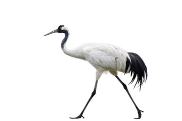 Black-headed White Egret walking with head down