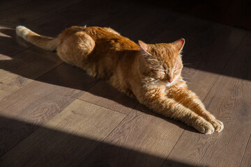 Red cat basks in the sun
