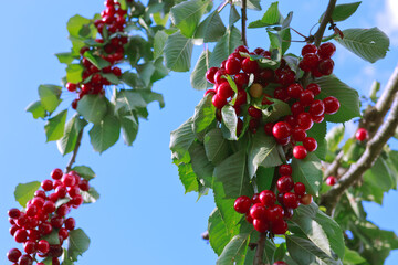 Cherry tree branch isolated on blue sky background.