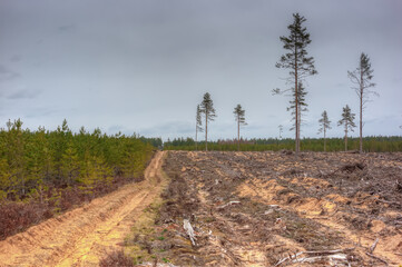 Plot with cut down forest. A young forest grows nearby.
