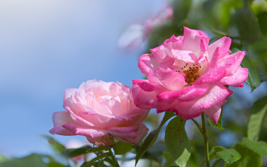 Blooming pink roses in garden against the blue sky. - 756352226