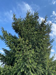 spruce in the mountains of kyrgyzstan