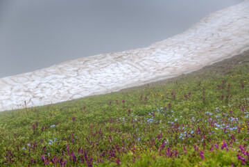 Mountain flowers and a glacier against a cloudy sky.