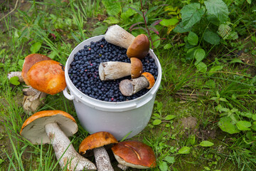 Wild berries and mushrooms lie in a bucket