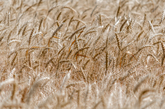 wheat spikelets pattern on the field