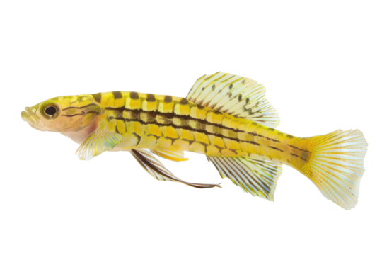 Small freshwater fish, clear body, beautiful, beautiful pattern.