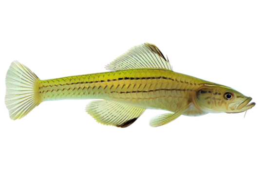 Small freshwater fish, clear body, beautiful, beautiful pattern.