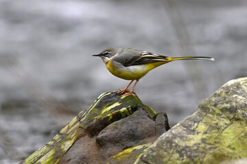 Gebirgsstelze // Grey wagtail (Motacilla cinerea)