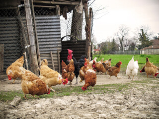 Chickens peck at grain in the backyard