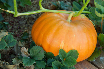 Big orange pumpkin growing on bed in garden. - 756354633