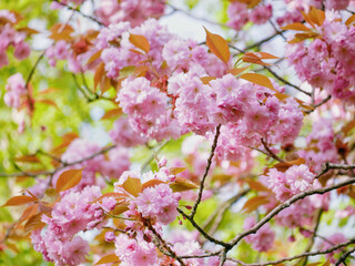 First spring flowers - sakura cherry blossom in Wien