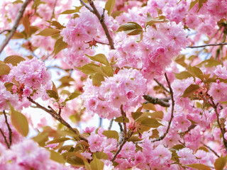 First spring flowers - sakura cherry blossom in Wien