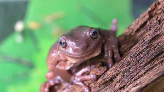 An Australian tree frog sits on the bark of a tree. The frog turns around and looks at the camera.